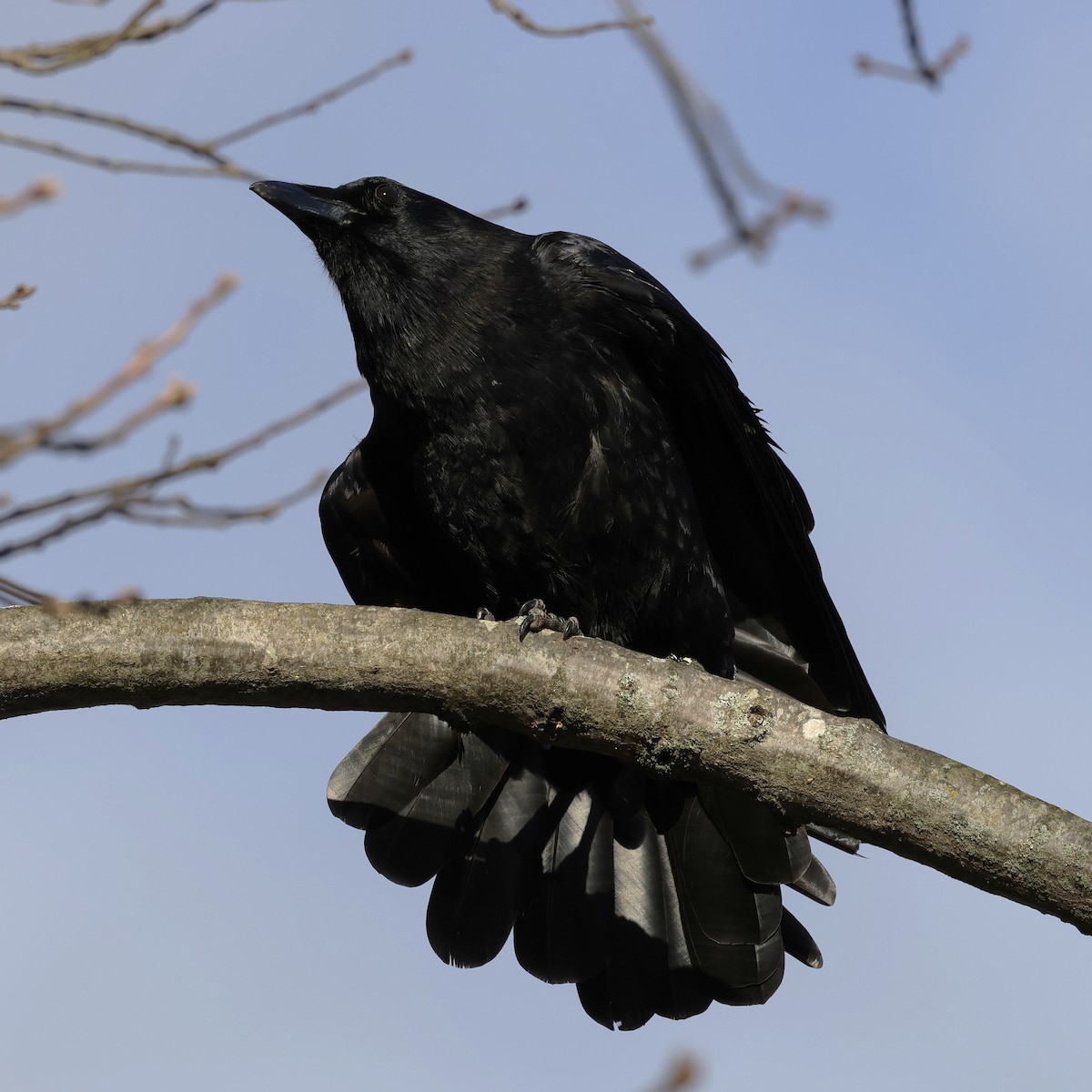 amerikakråke - ML646010449