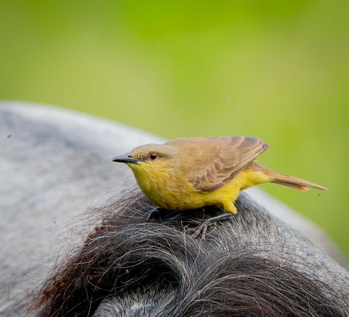 Cattle Tyrant - ML646010450