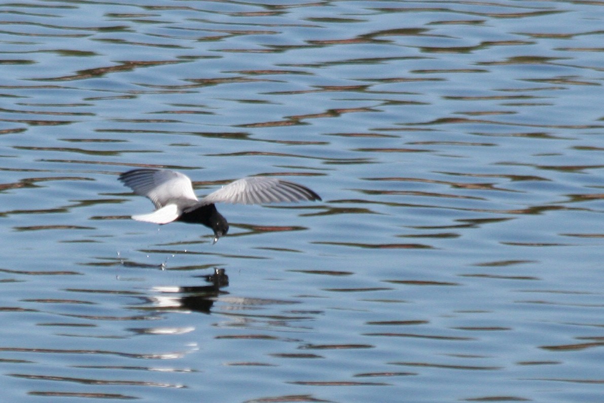 White-winged Tern - ML646010453