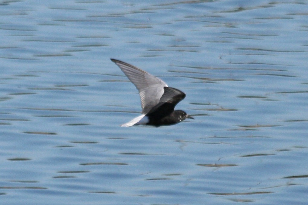 White-winged Tern - ML646010454
