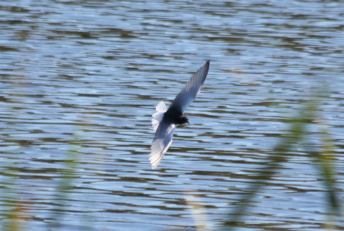 White-winged Tern - ML646010455