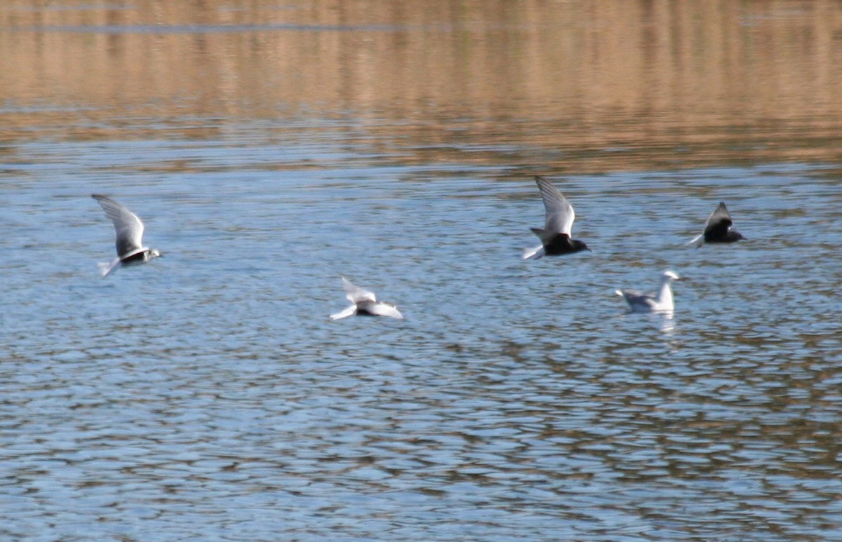 White-winged Tern - ML646010456