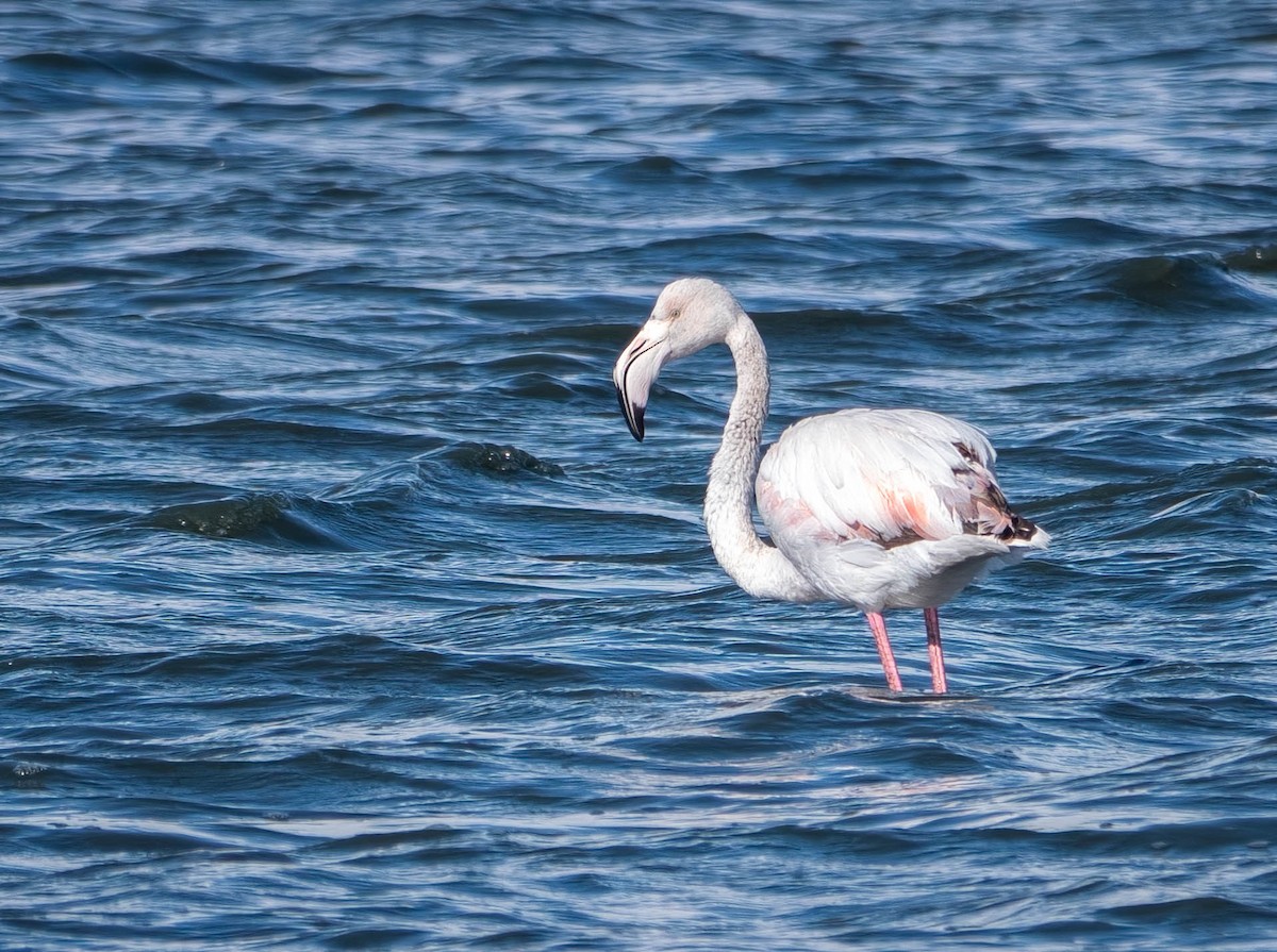 Greater Flamingo - ML646010473