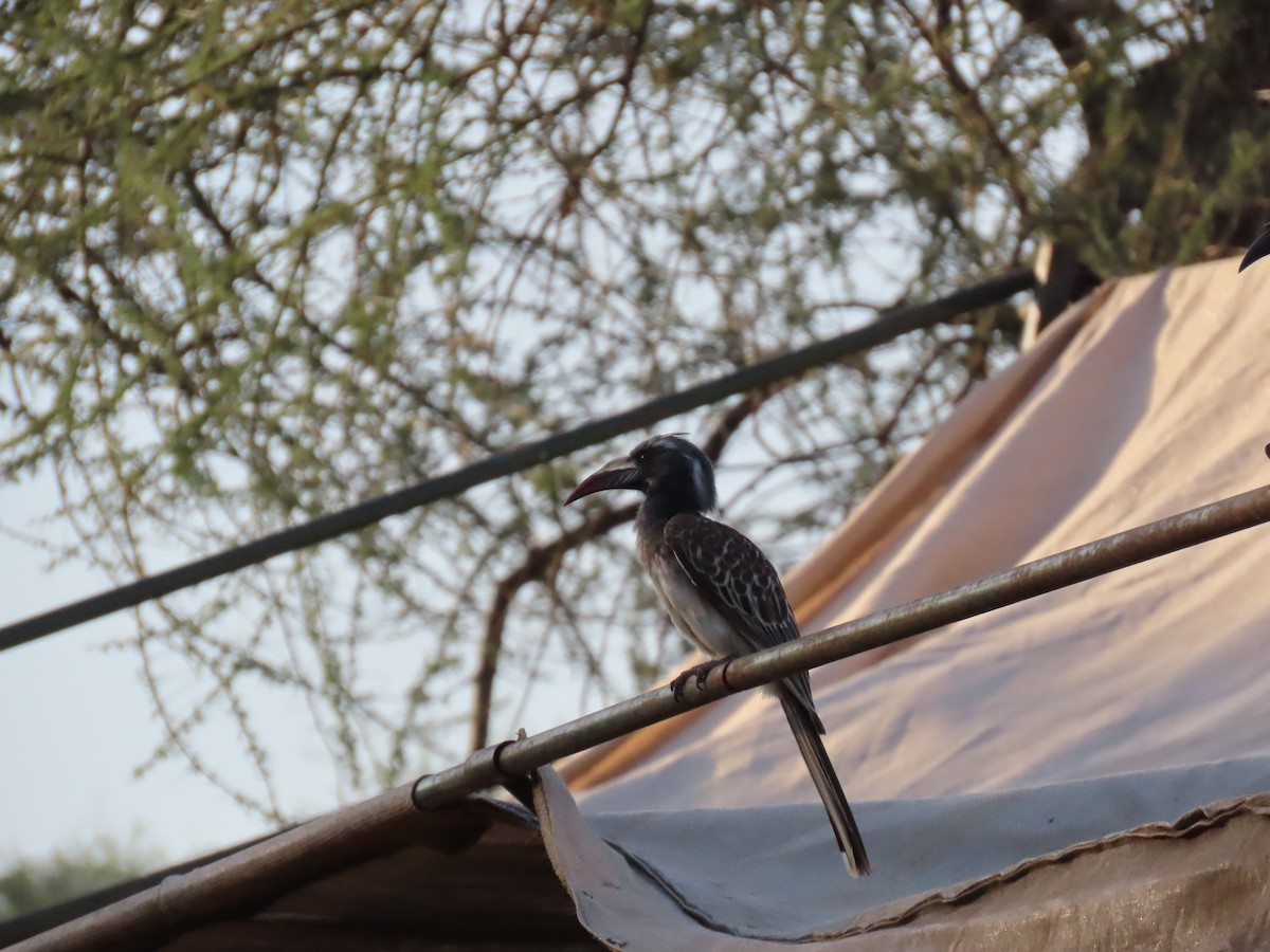 African Gray Hornbill - ML646010475