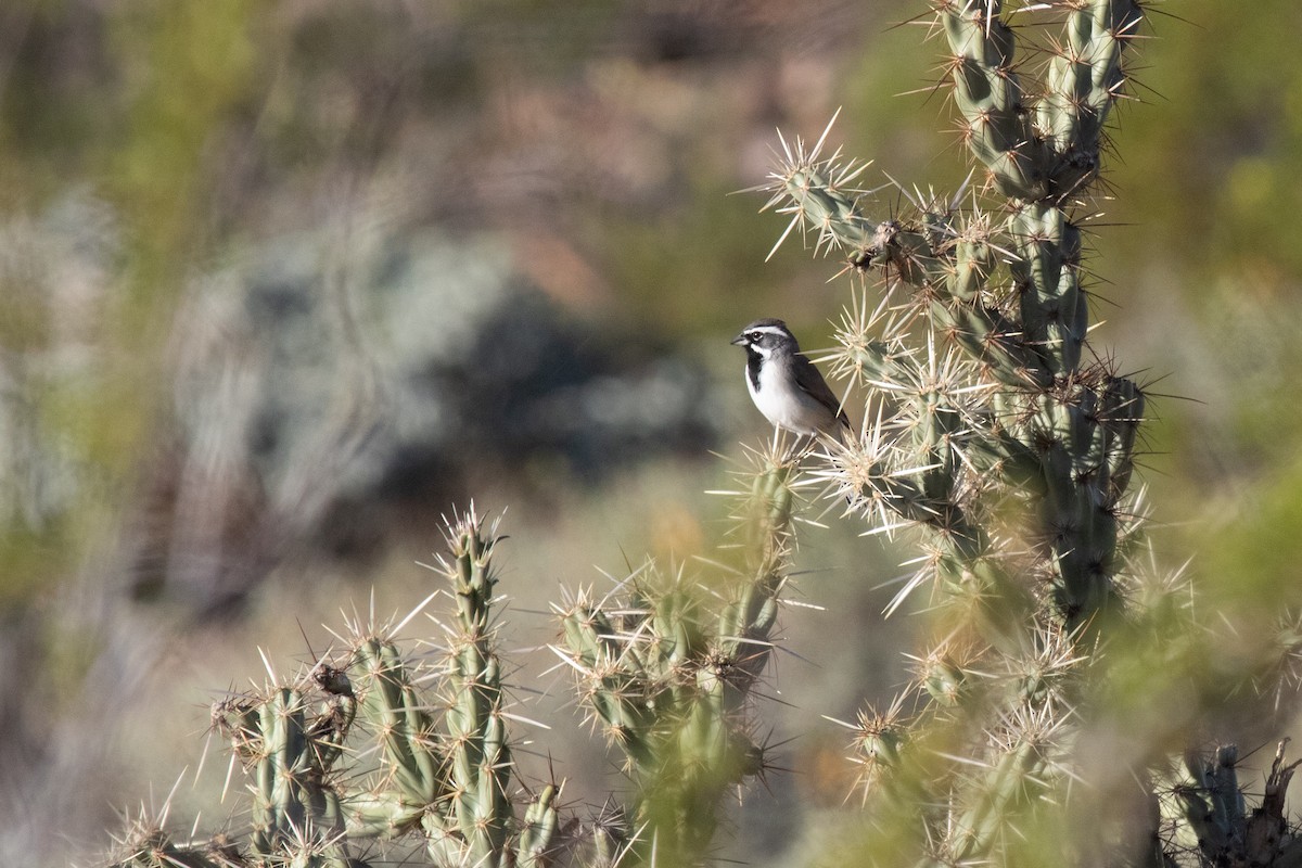 Black-throated Sparrow - ML646010478