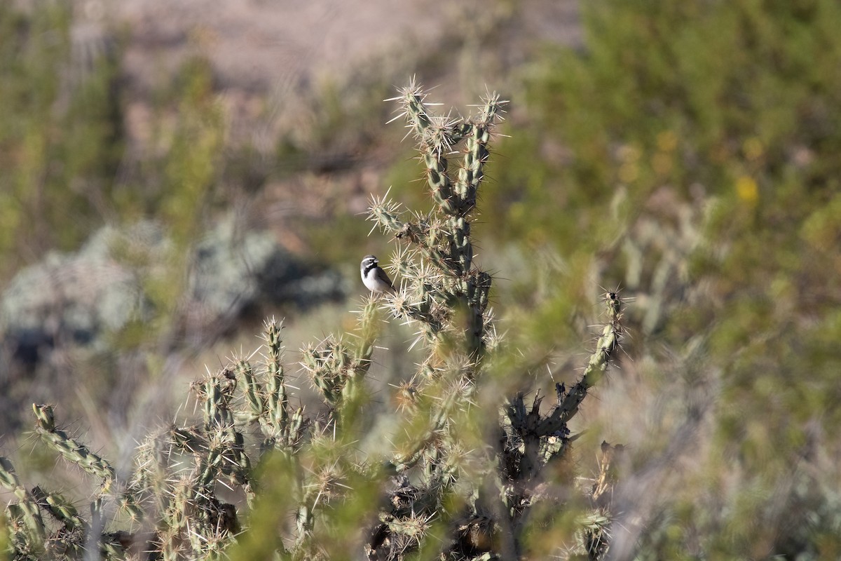 Black-throated Sparrow - ML646010479
