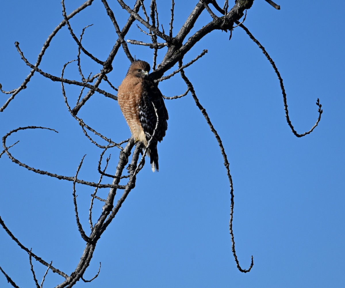 Red-shouldered Hawk - ML646010490