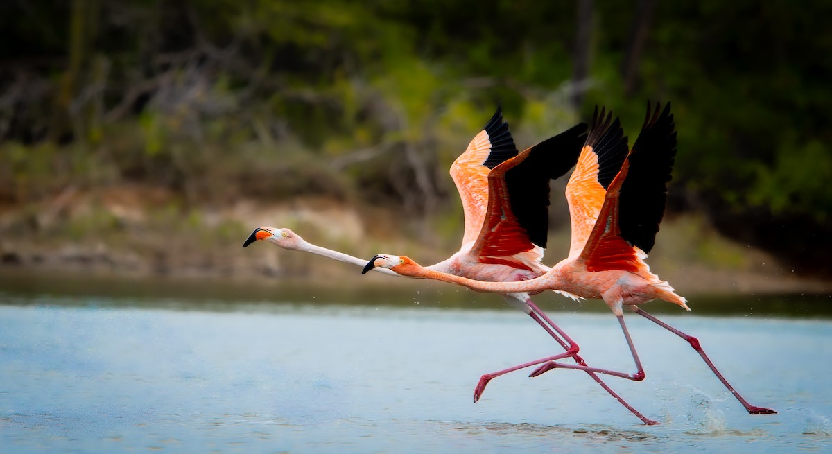 American Flamingo - ML646010495