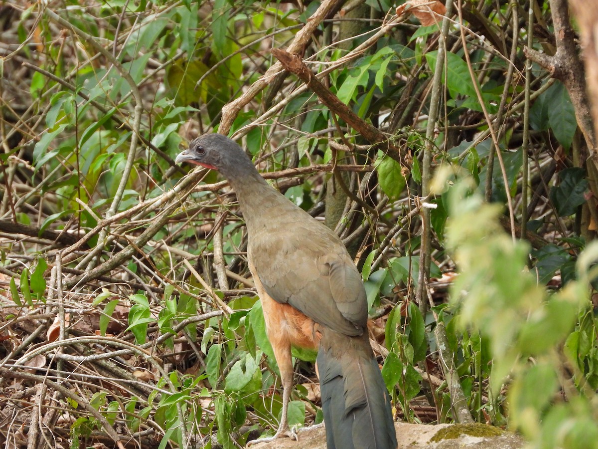 Чачалака рудогуза - ML646010500