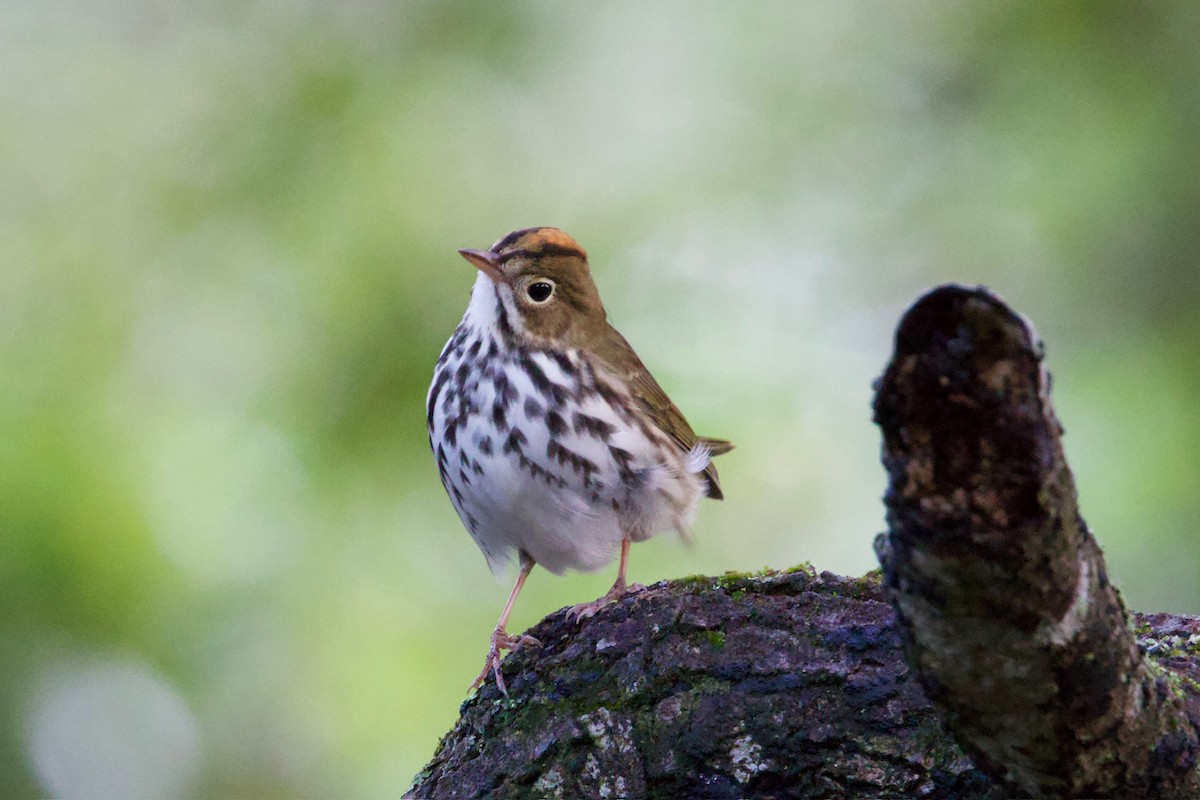 Ovenbird - ML646010505