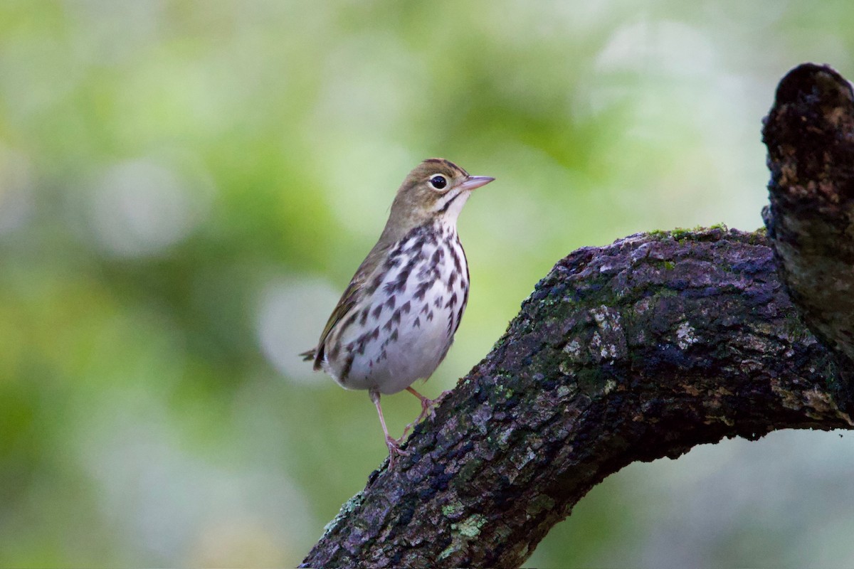 Ovenbird - ML646010507