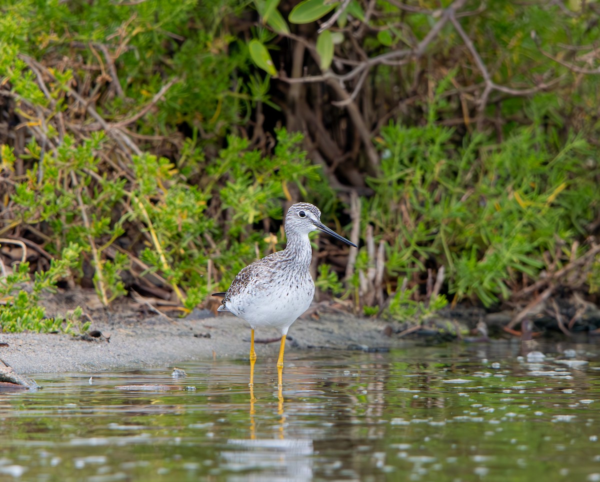 Greater Yellowlegs - ML646010516