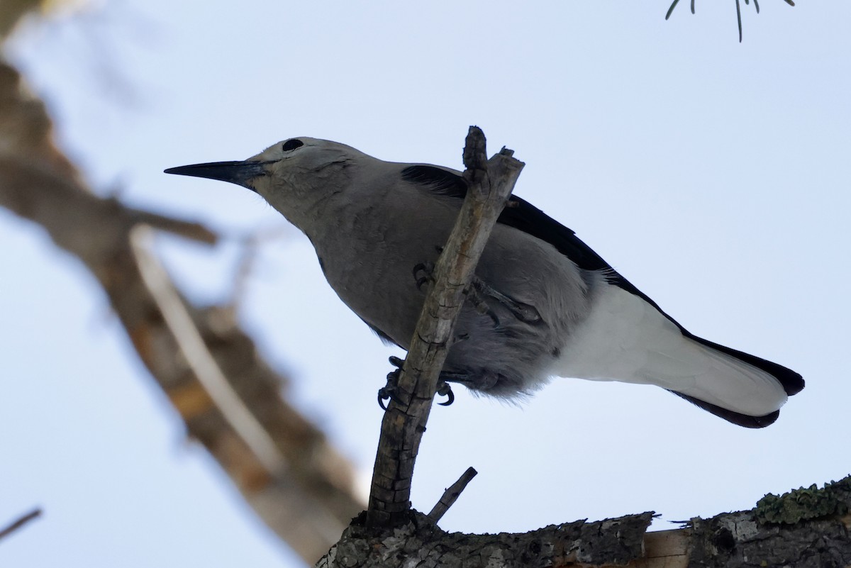 Clark's Nutcracker - ML646010519
