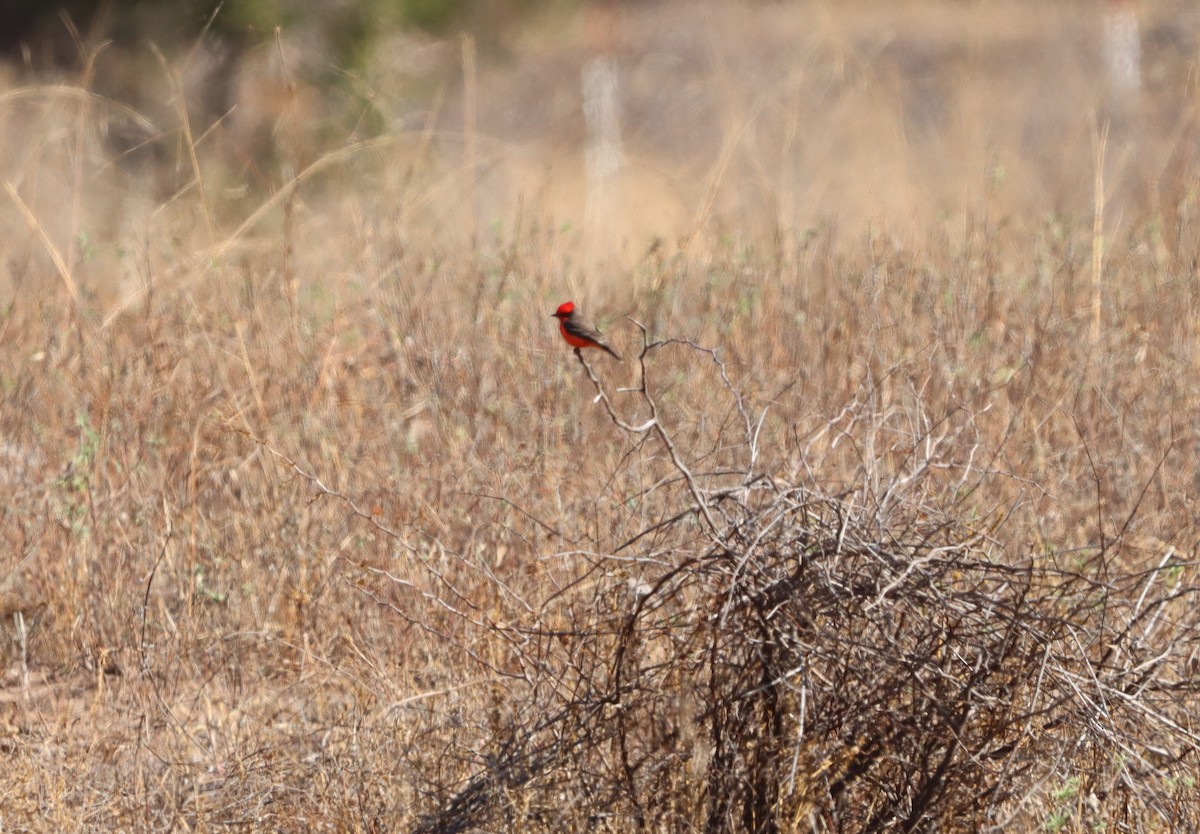 Vermilion Flycatcher - ML646010538
