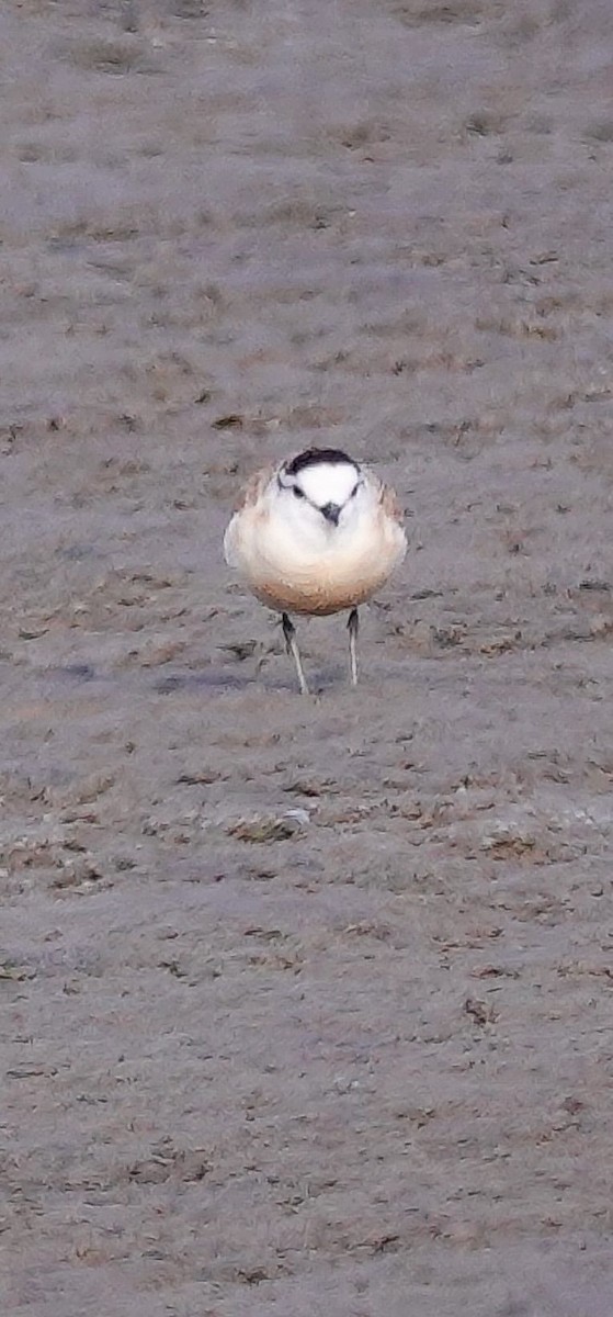 White-fronted Plover - ML646010547