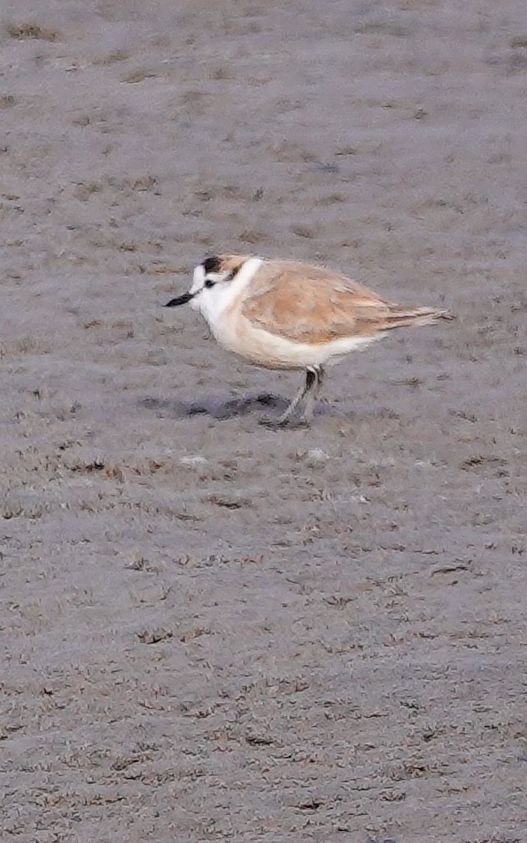 White-fronted Plover - ML646010548