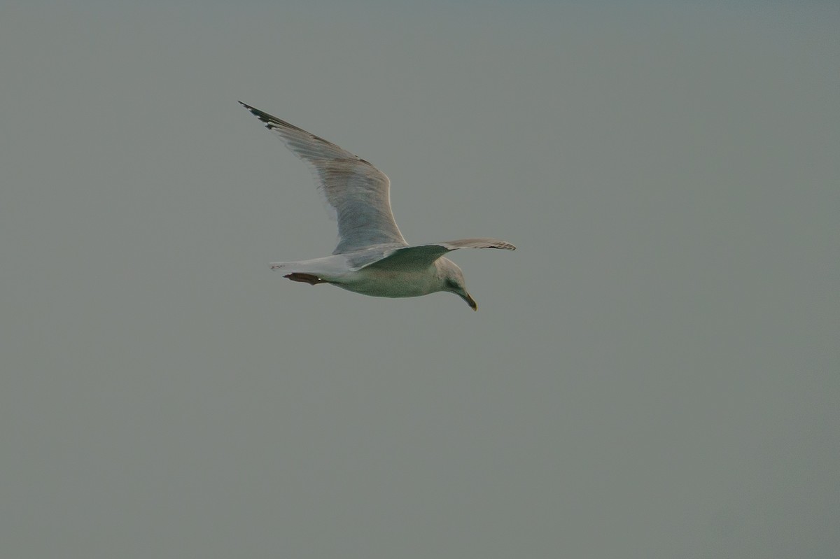 Armenian Gull - ML646010549