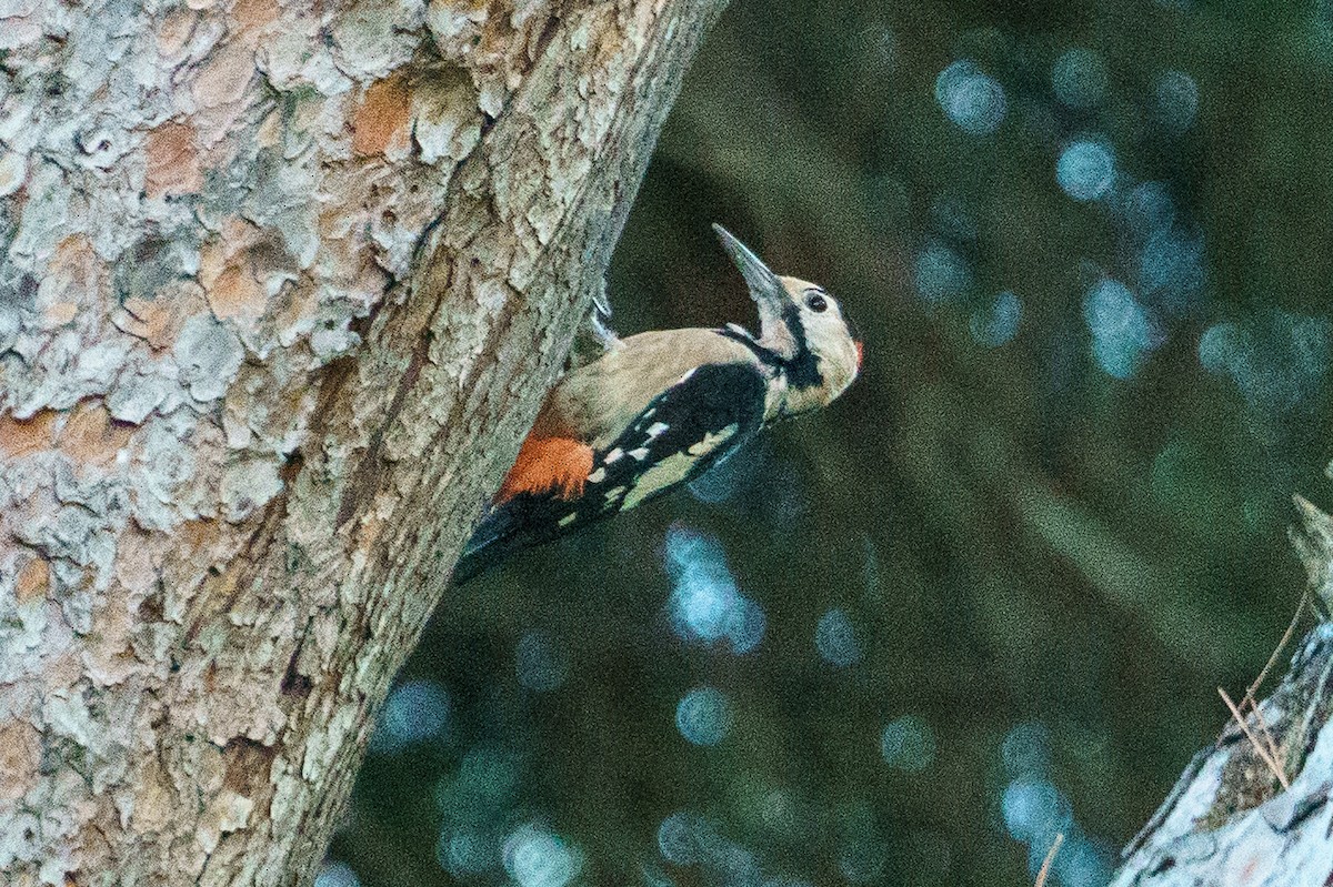 Syrian Woodpecker - ML646010554