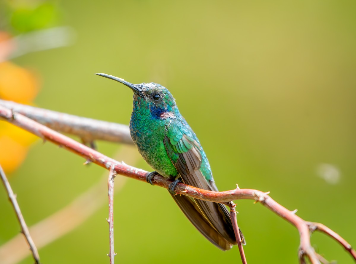 Lesser Violetear - ML646010560