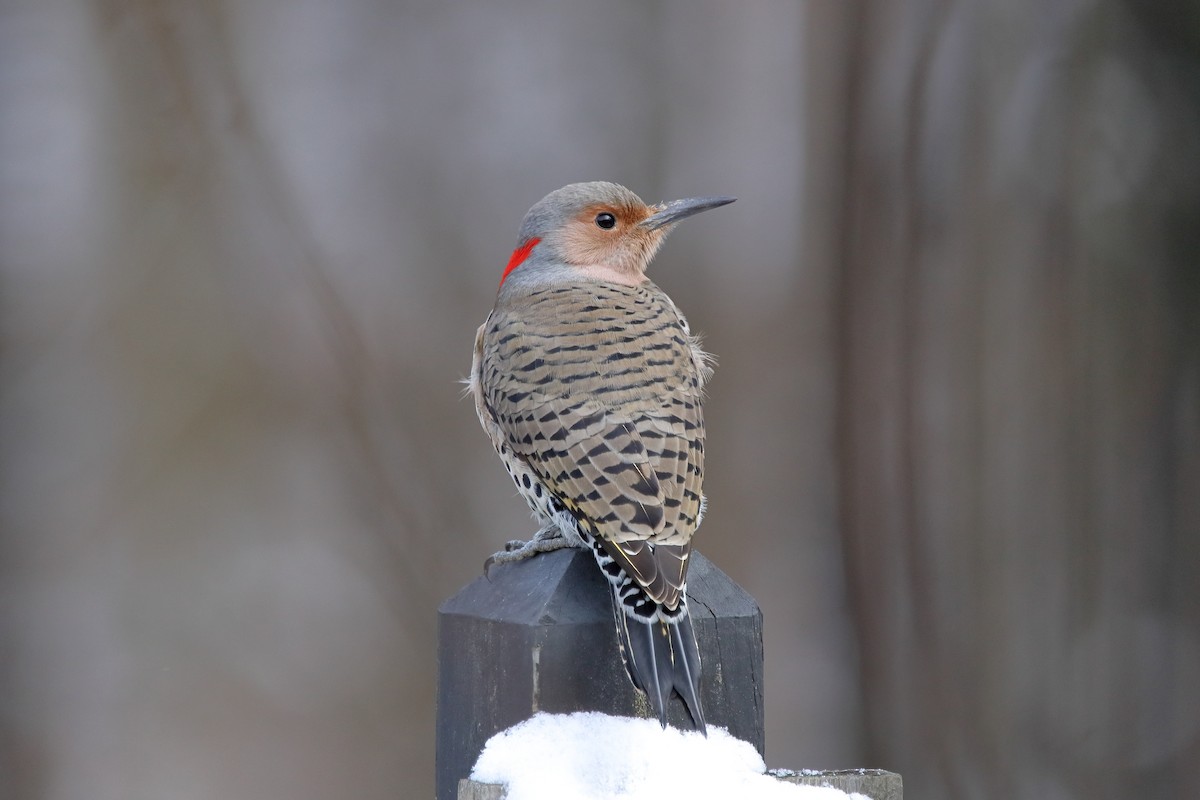 Northern Flicker - ML646010568