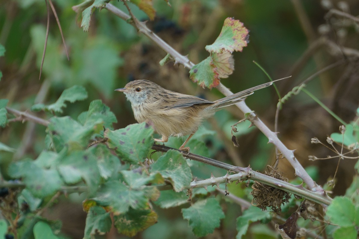 Delicate Prinia - ML646010569
