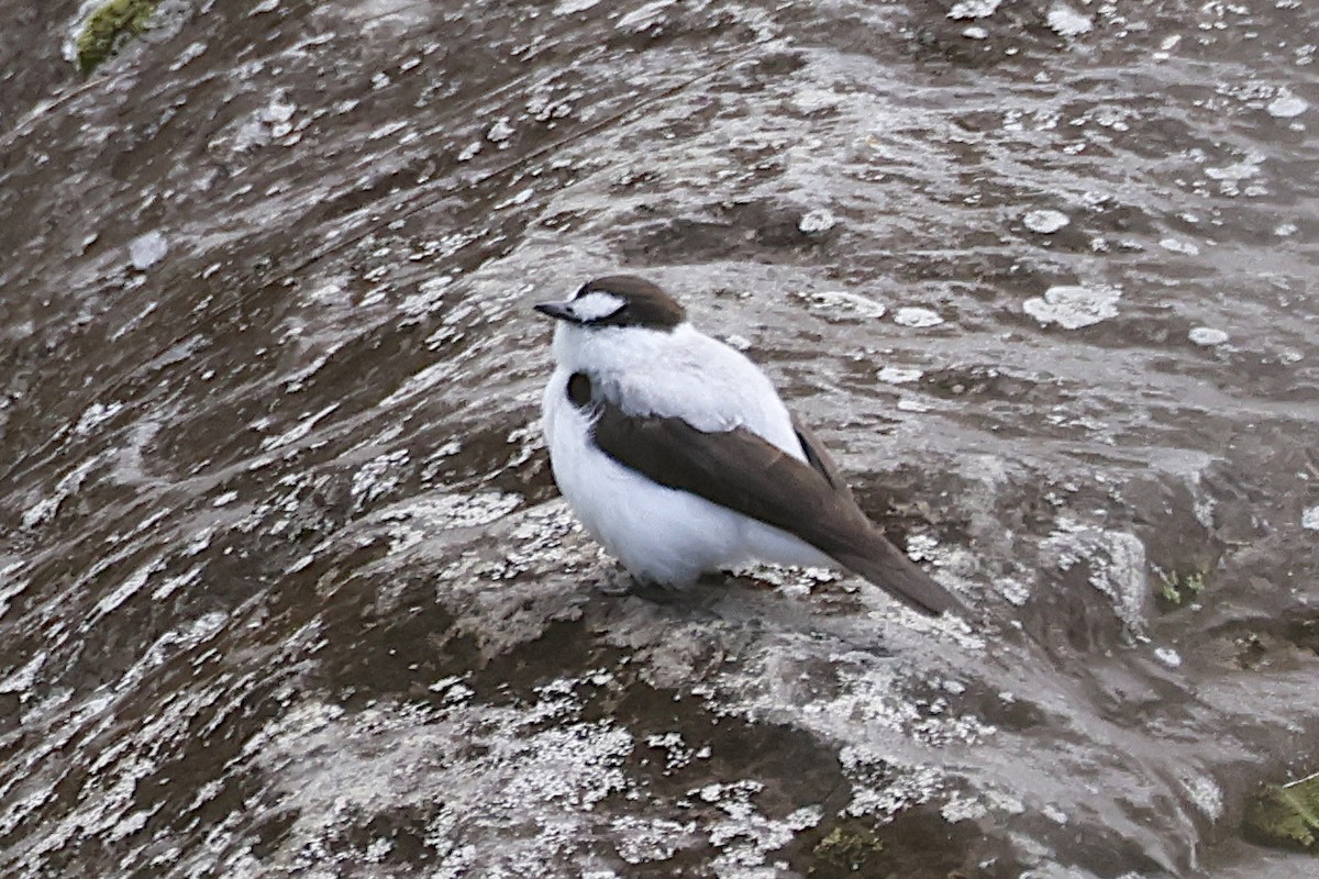 lejsčík říční - ML646010586