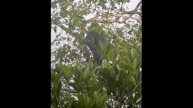 Turna Atmacası - ML646010589