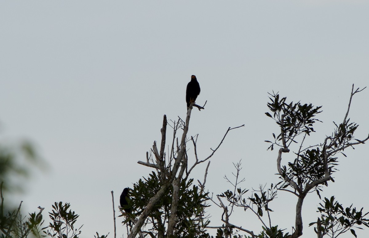 Siyah Karakara - ML646010594