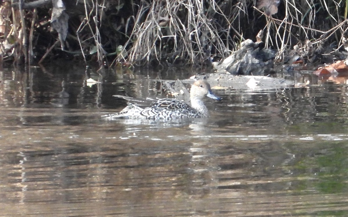 Northern Pintail - ML646010600