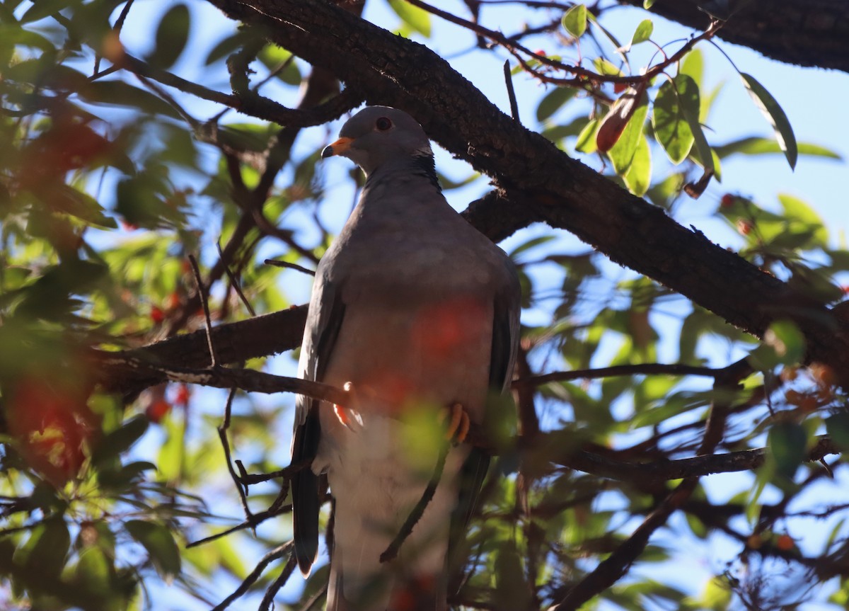 holub pruhoocasý - ML646010601