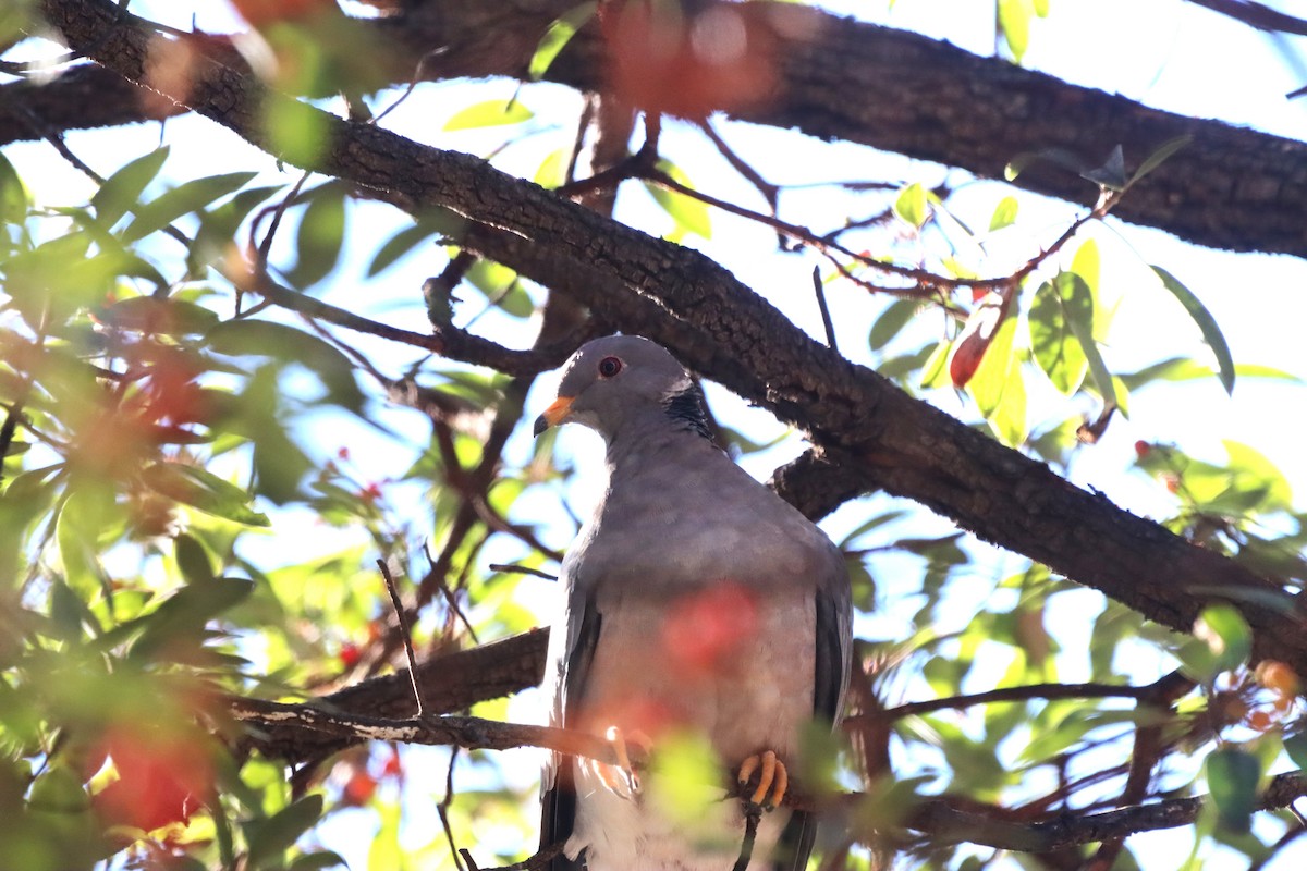 holub pruhoocasý - ML646010602