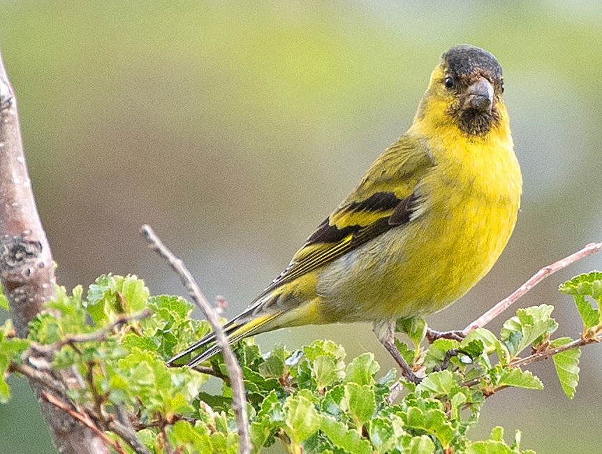 Black-chinned Siskin - ML646010603