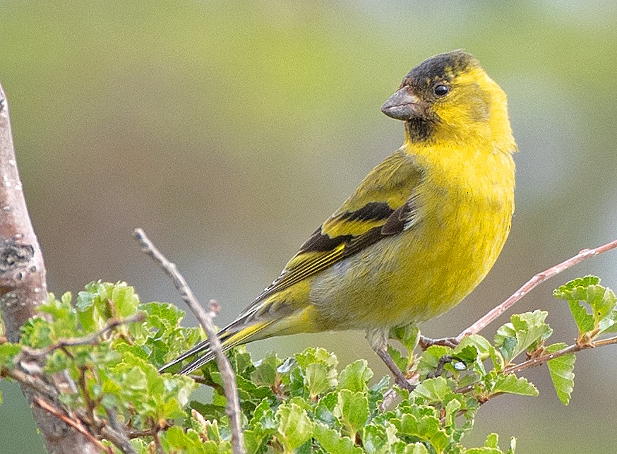 Black-chinned Siskin - ML646010604