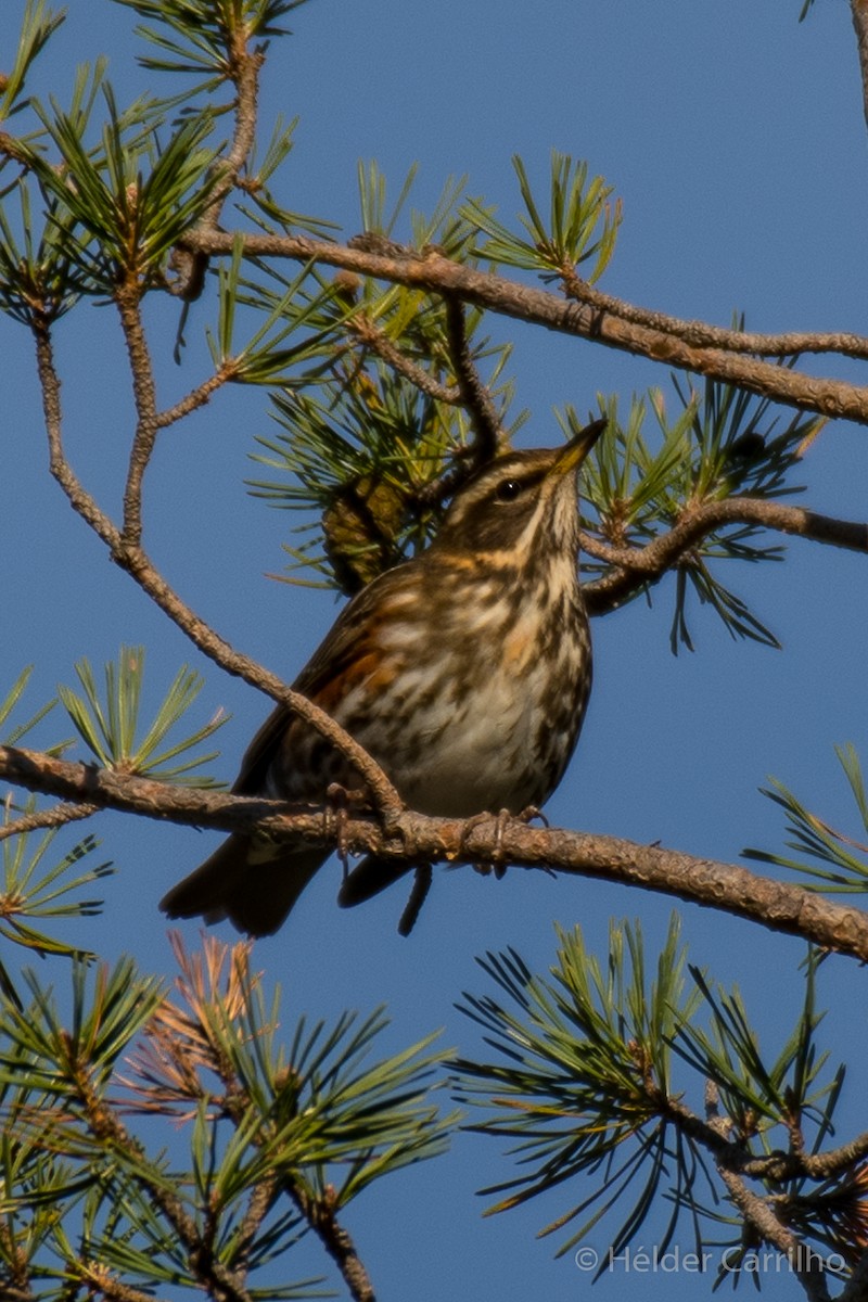 Redwing - ML646010605