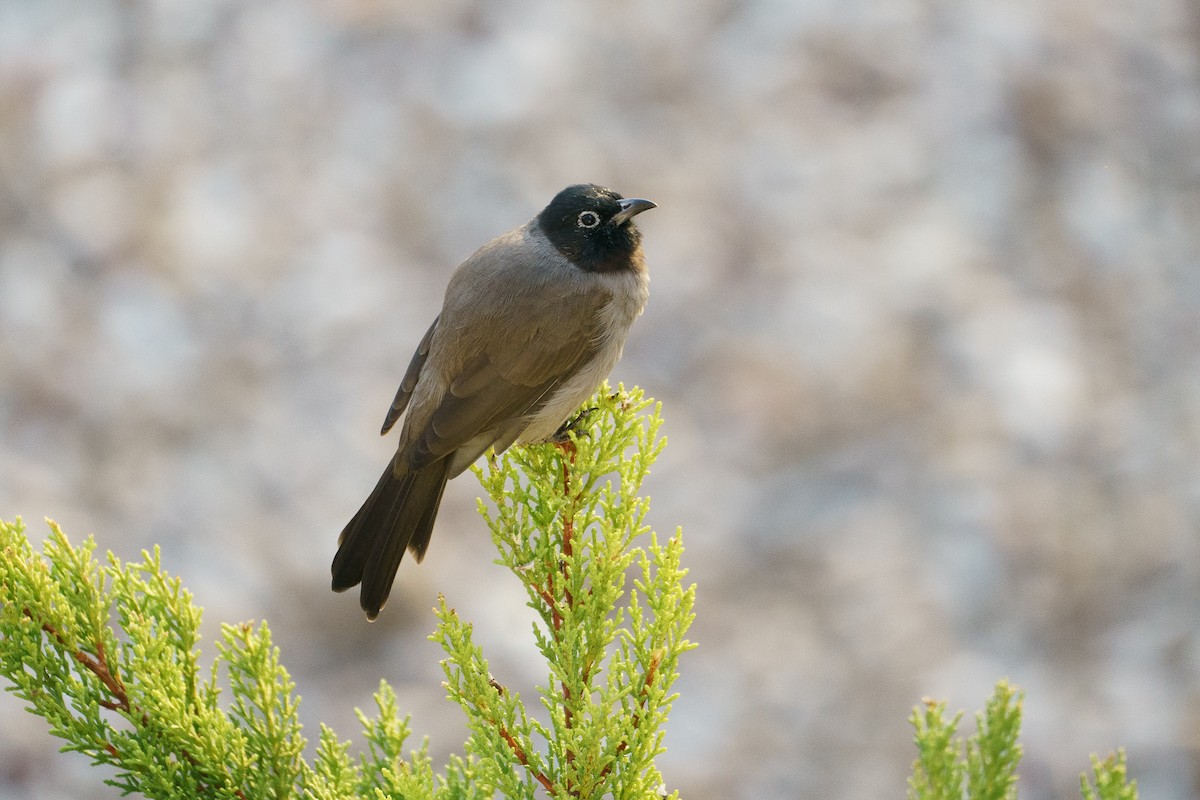 Gelbsteißbülbül - ML646010606