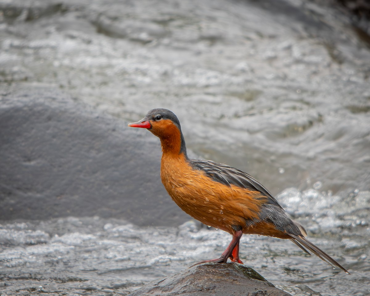 Torrent Duck - ML646010608