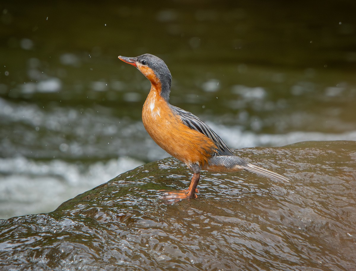 Torrent Duck - ML646010609