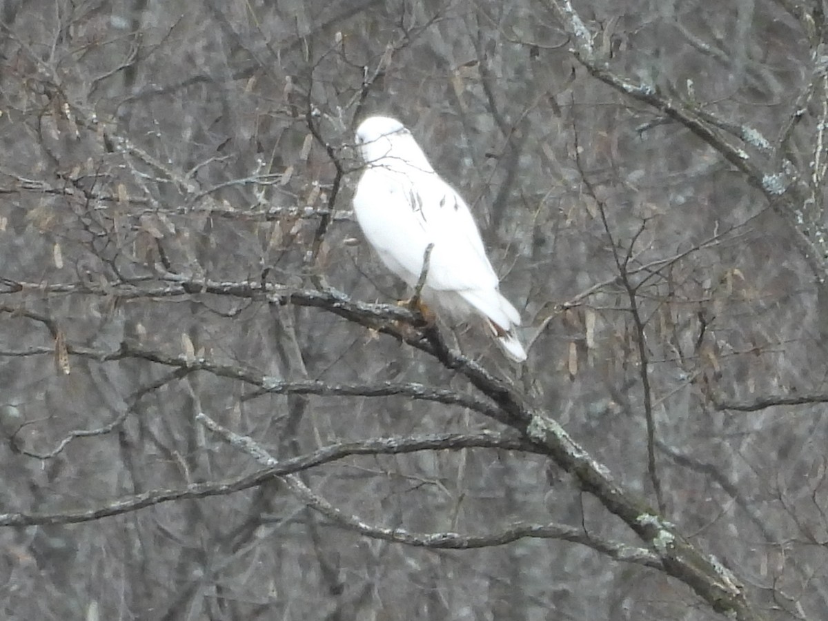 Red-tailed Hawk - ML646010612