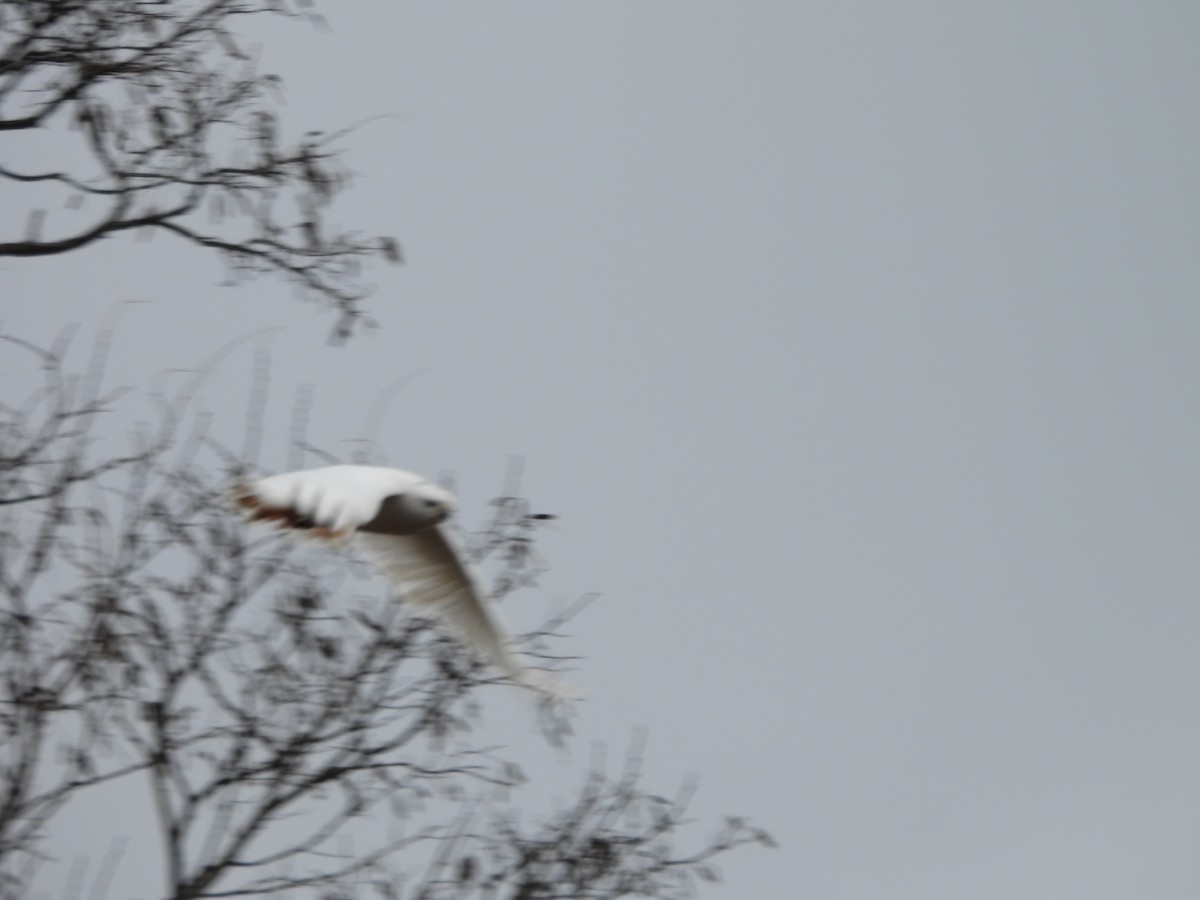 Red-tailed Hawk - ML646010613