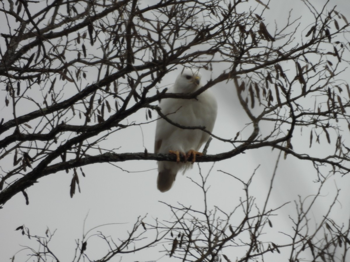 Red-tailed Hawk - ML646010614