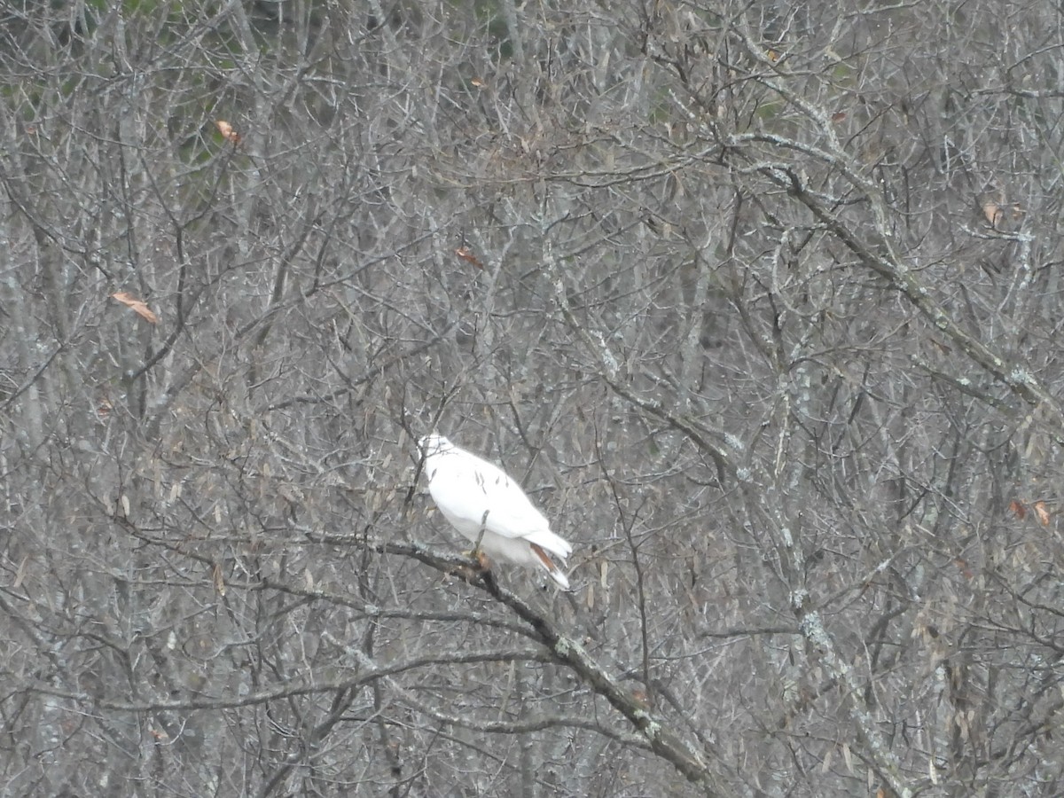 Red-tailed Hawk - ML646010615