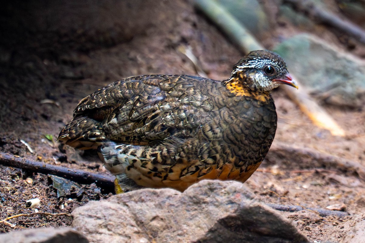 Scaly-breasted Partridge (Green-legged) - ML646010618