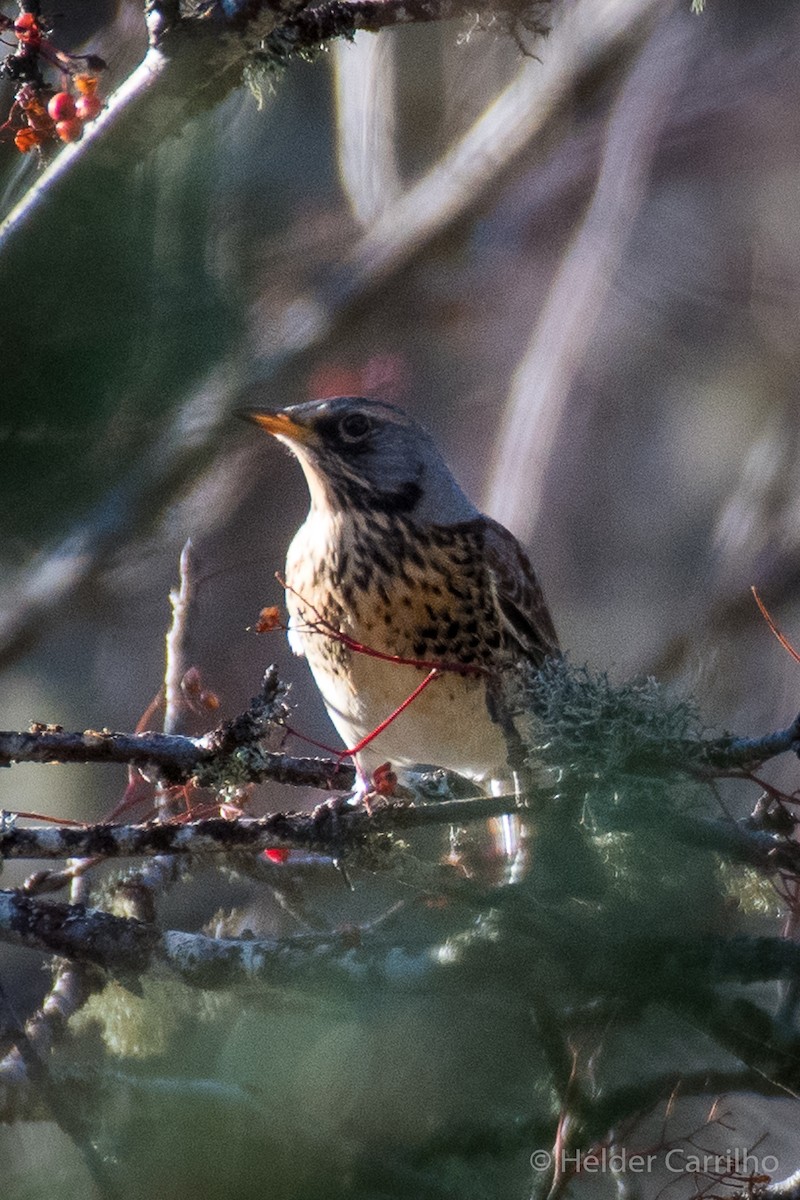 Fieldfare - ML646010619