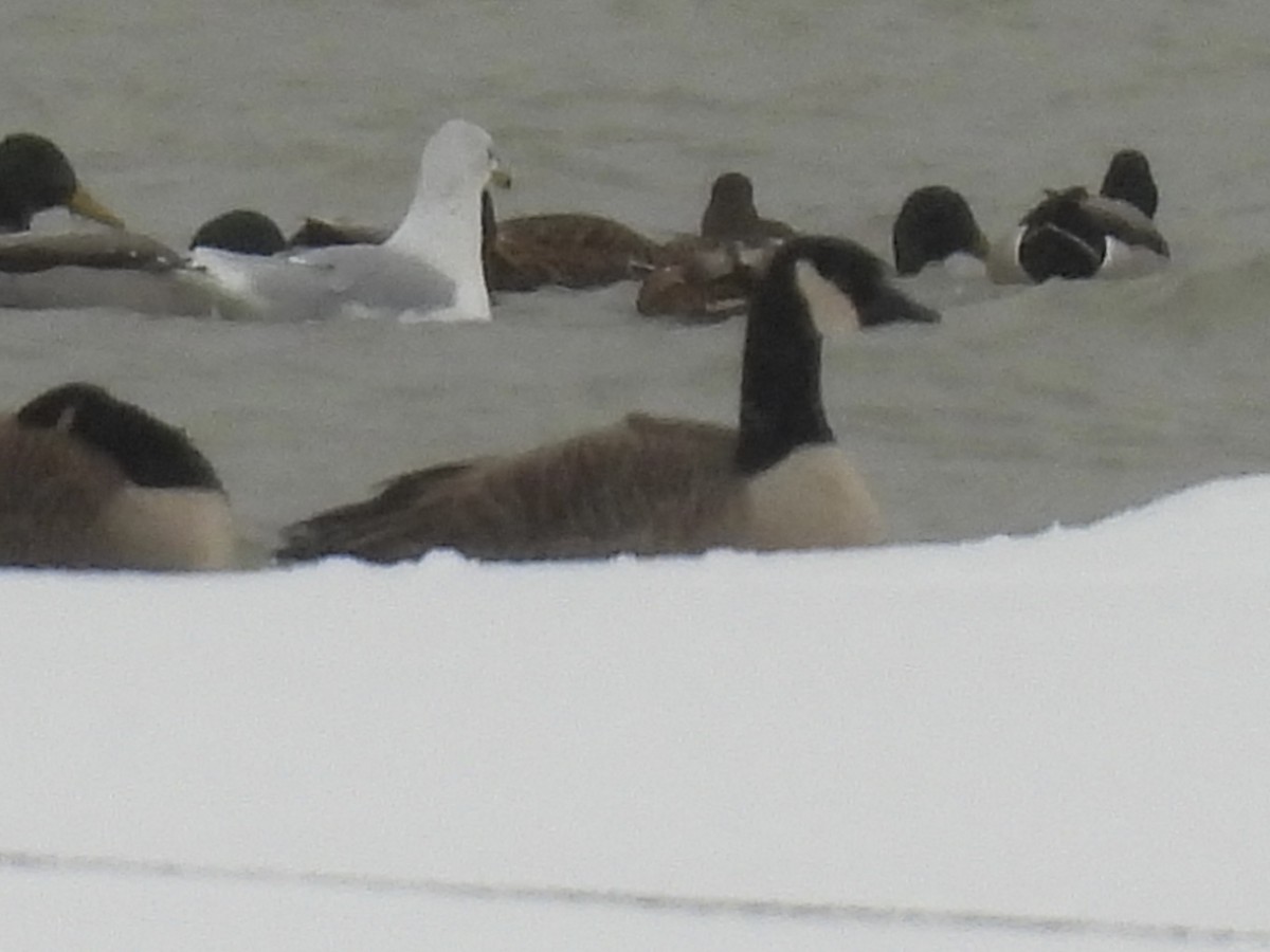 ברנטה קנדית - ML646010621