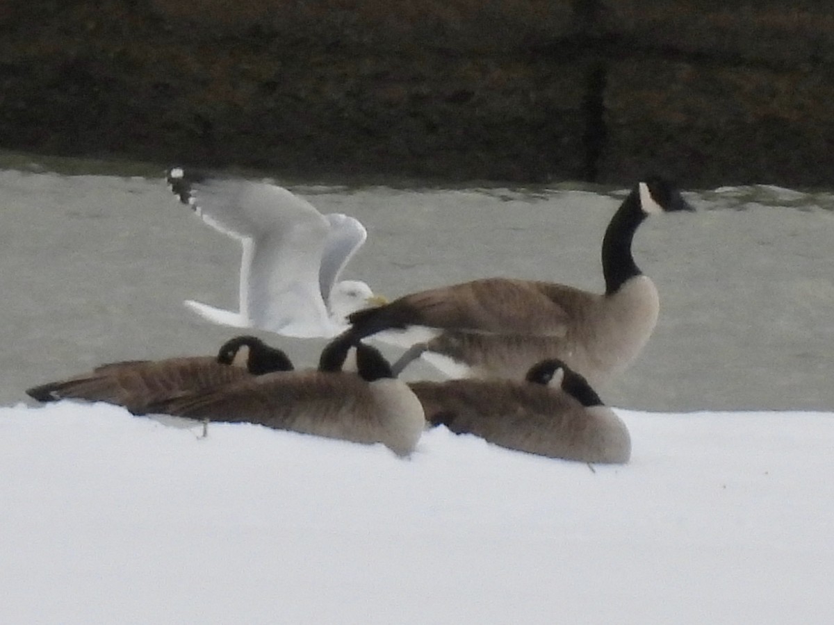 ברנטה קנדית - ML646010622