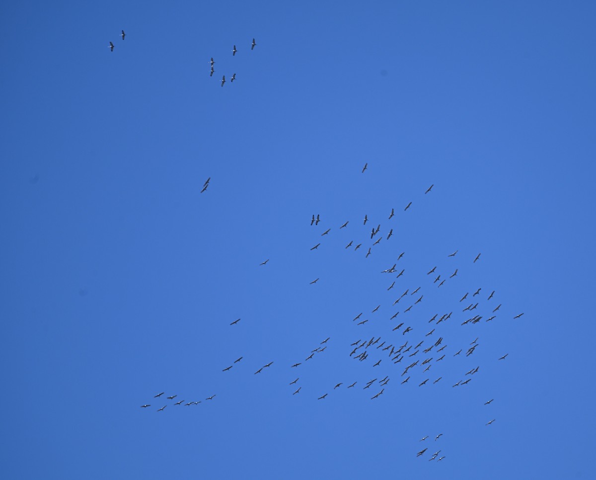 Sandhill Crane - ML646010624