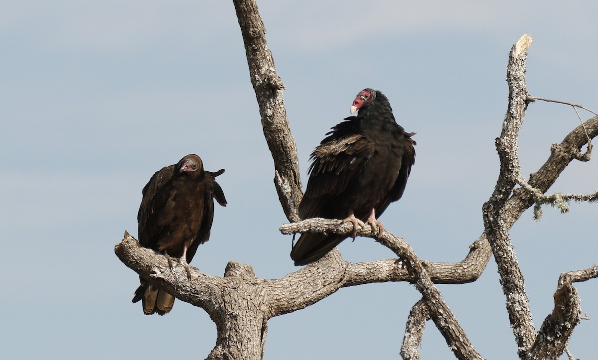 Turkey Vulture - ML646010625