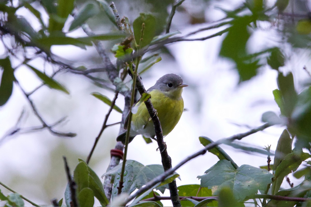 Magnolia Warbler - ML646010628