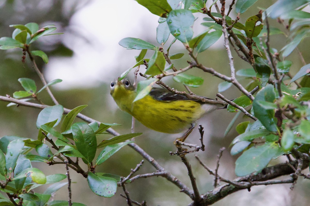 Magnolia Warbler - ML646010629