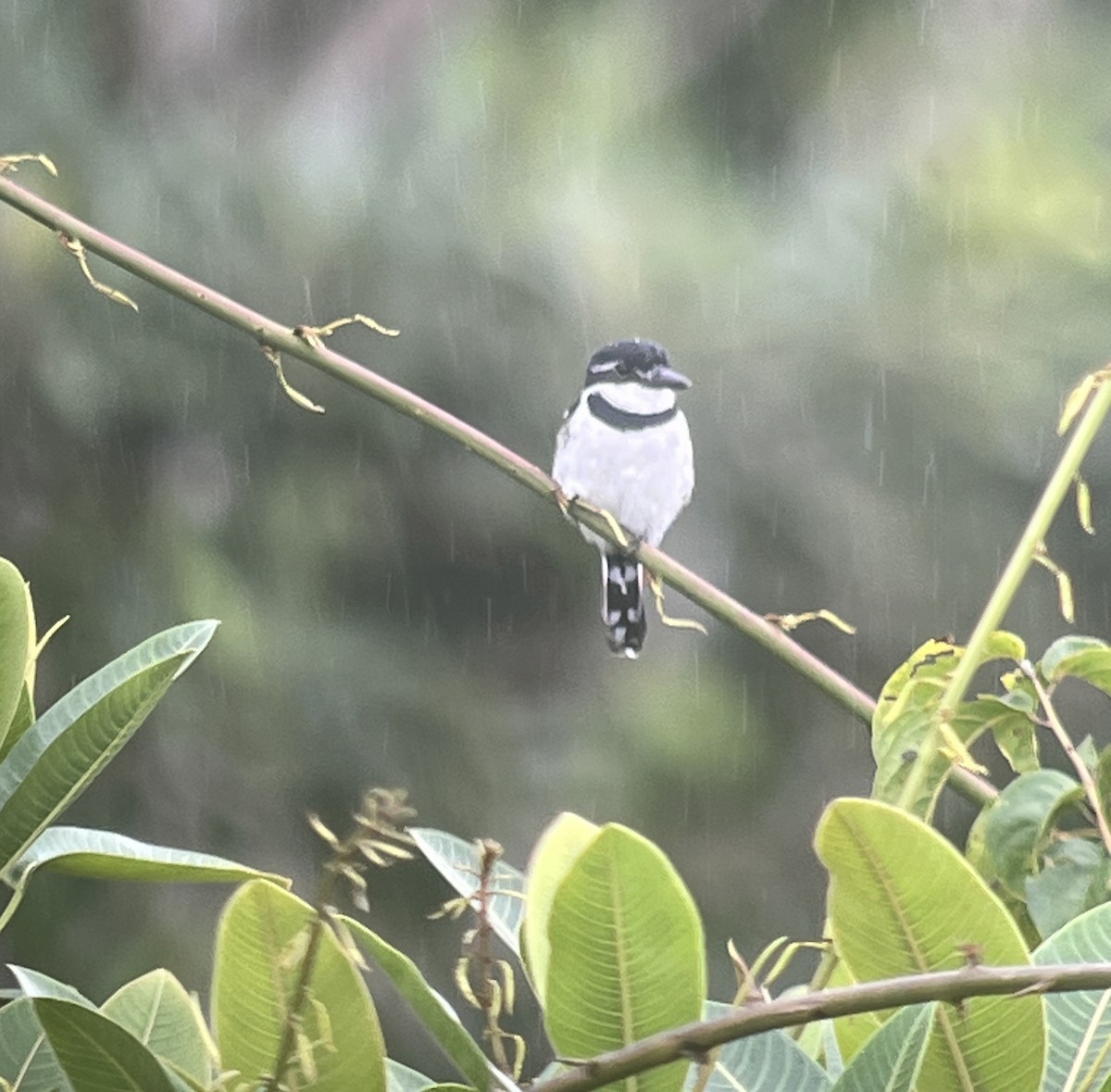 Pied Puffbird - ML646010632